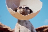 Ȱ,  Ʈ ̾Ĺ  ũ   ǥ